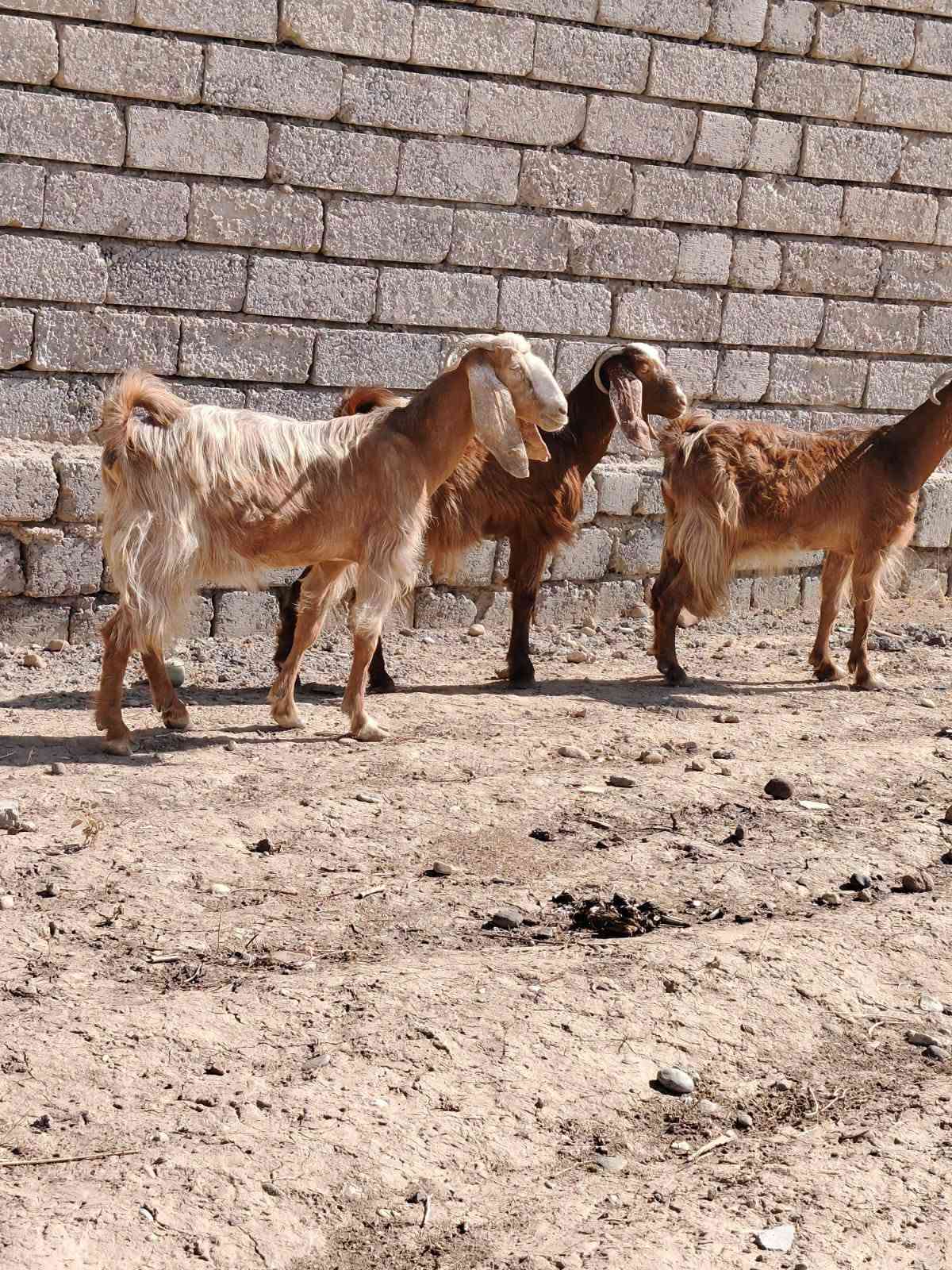 معز • ٤ راس • الشرقاط
