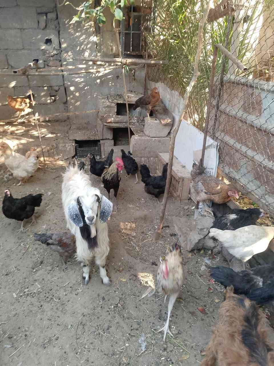 متاح دجاج عرب ١٠ دجاجات بيهم ٢ براهمه و٣ ديوكه شلع ١٦٠ قفل  ***********
