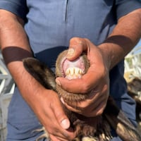 ٦ ثنايه • نظيف • حديثه