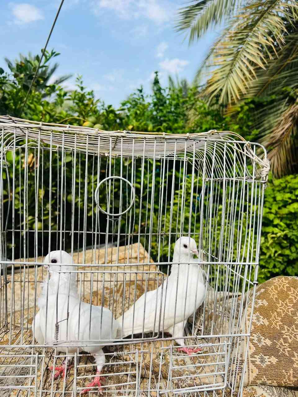 نضيفات • نشطات • تكريت
