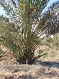 فسائل زهدي • برحي • مجذر