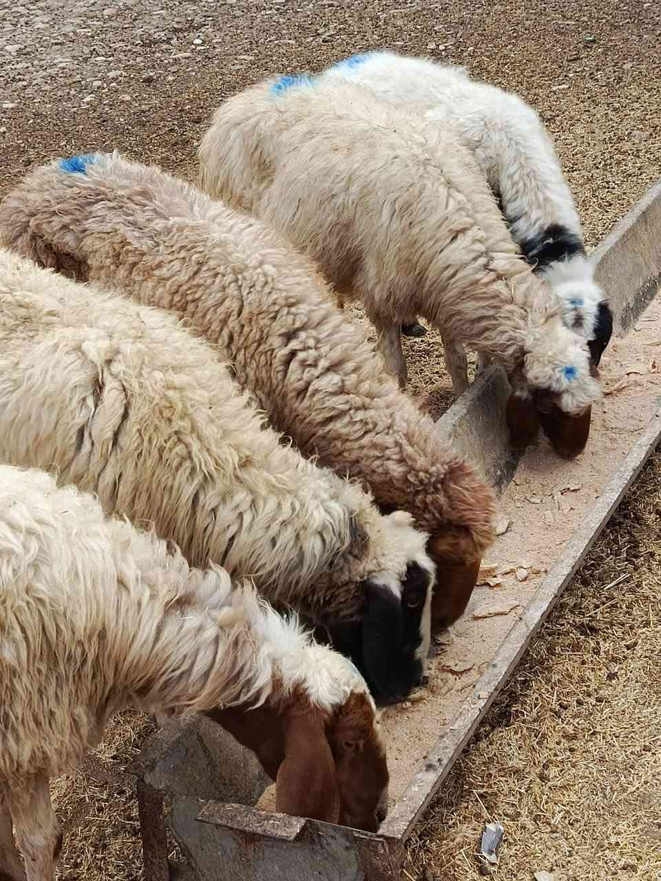 نعاج • درجة أولى • ٥ ناصحات