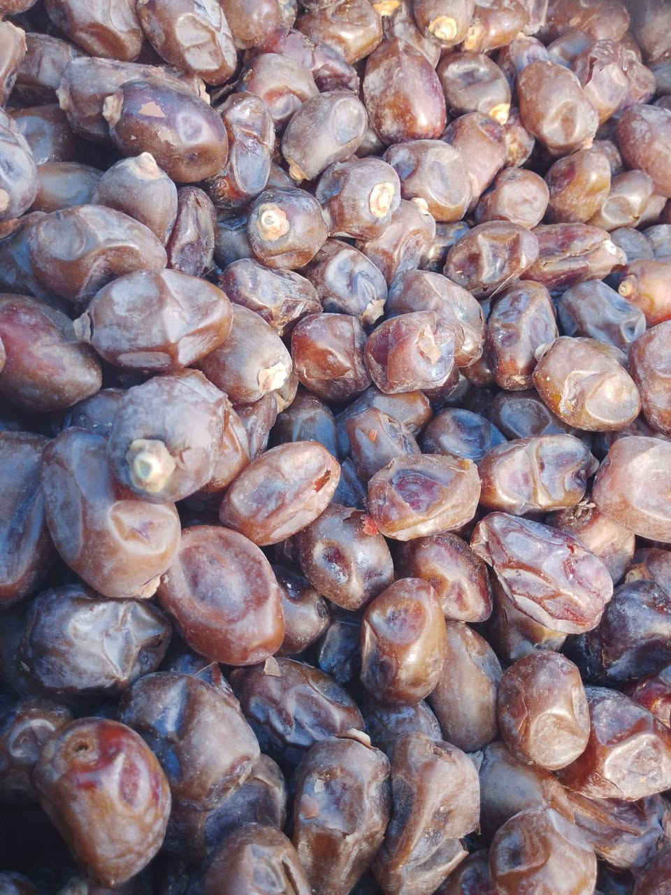 تمر خستاوي • تمور