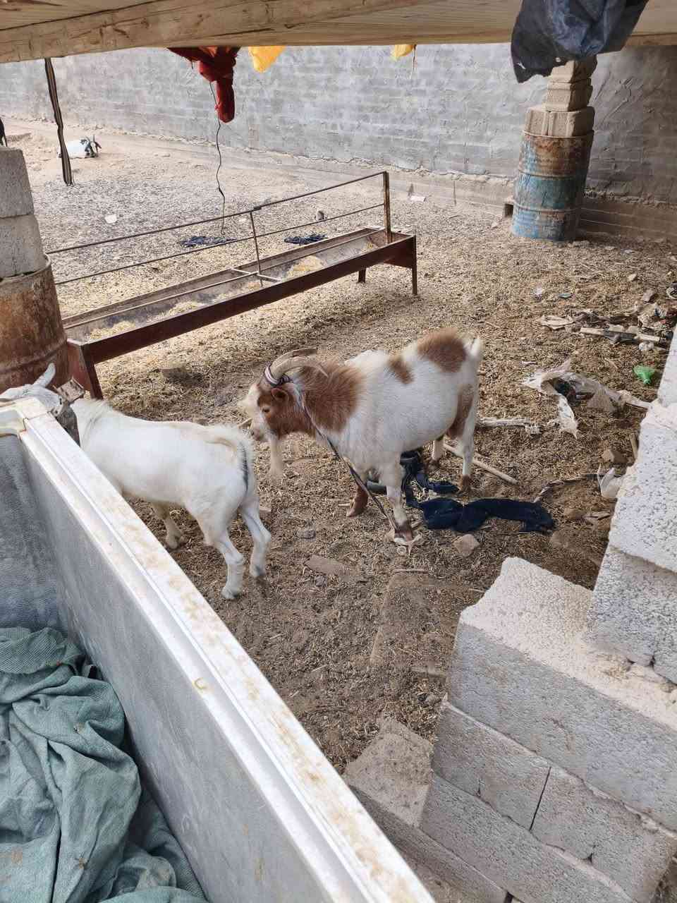 قطري • كويتي • فحل