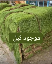 متوفر ثيل مشتل الكبيسي 07830249777