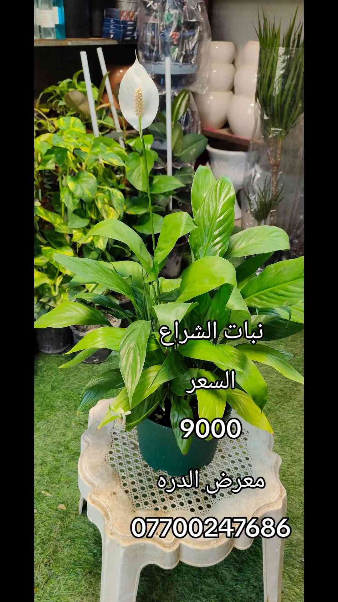 نبات الشراع • مشتل فارس الشمري • بابل الحمزة الغربي