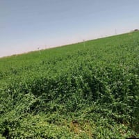 بذور جت • درجة اولى • نضافه فول حبايه