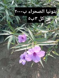 توصيل ببغداد • بتونيا الصحراء • زنبقه المطر