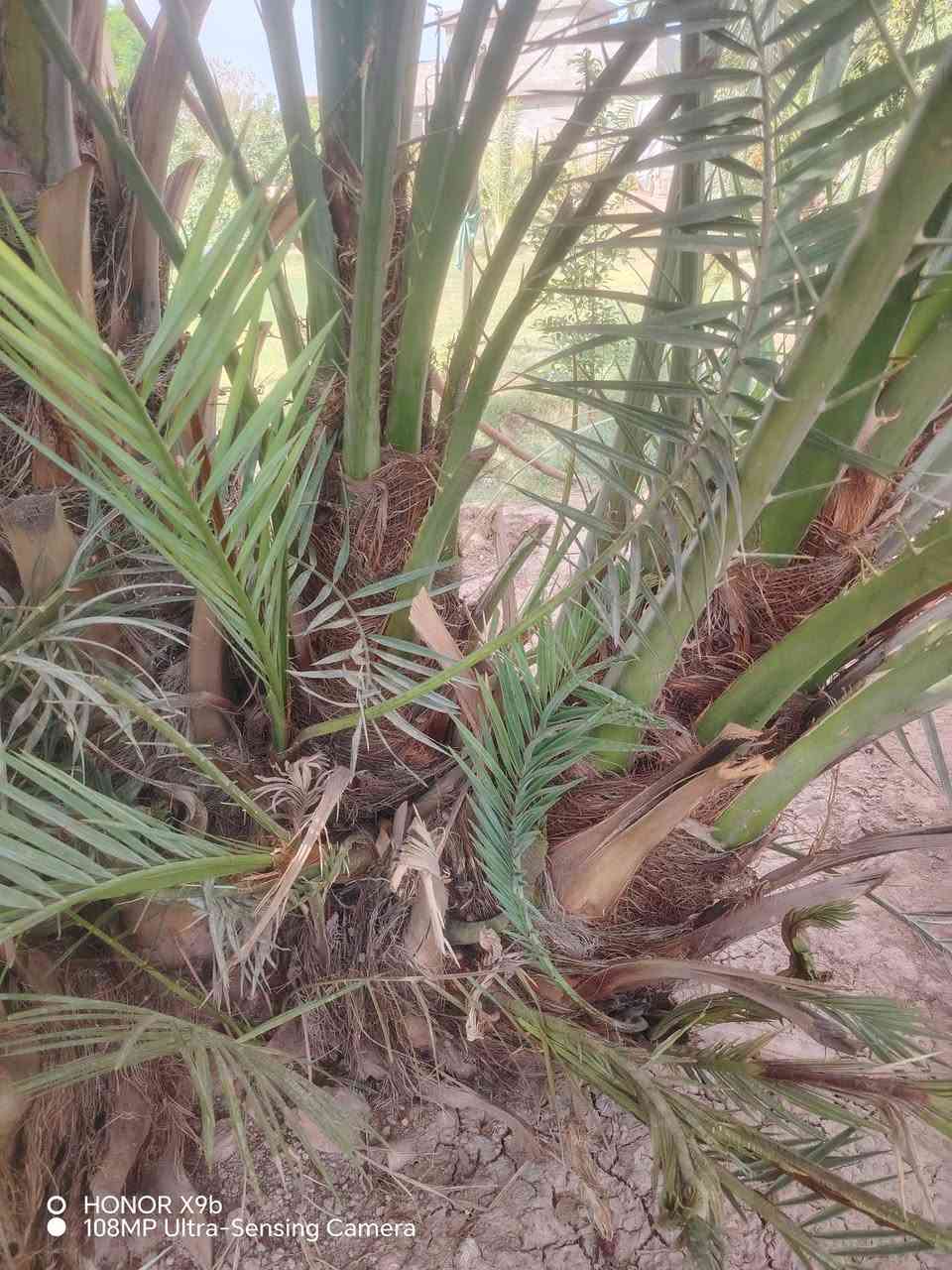 نخل برحي • شتلات • مفصول عن الأم