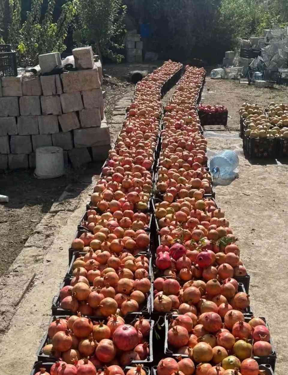 رمان • طازج • قەڵادزێ