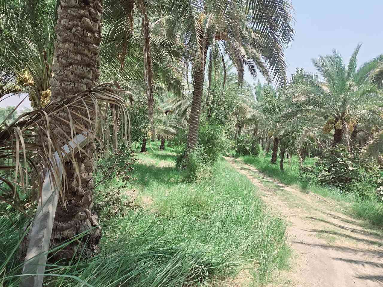 يالله أللهم صل على محمد وآل محمد) 

للبيع دونم طابو زراعي سند 25 تحويل سهم 

تتوفر كافة الخدمات مي سقي مي أساله كهرباء مولد 

يصلح سكن او ترفيهي حسب رغبة المشتري 

الواجهه 40 متر والباقي نزال 

العنوان كربلاء شارع الابراهيمية منطقة الدخانية 

مقابل قناه كربلاء وتنزل صاير خلف مخازن العتبة 

يبعد عن شارع الابراهيمية 800 متر تقريبأ 

وعن مركز المدينة 9 كيلو 

#السعر   280 مليون مع المجال للجاد بالشراء 

للأستفسار اكثر اتصلوا بالارقام التالية 

(  ***********  )(  ***********  )
 
ابو فاطمة  )(  او مراجعة  مكتب النافعي للعقارات كربلاء 

النافعي للعقار النافعي للعقارات -كربلاء 
عنوان المكتب شارع الحسينية قرب جسر الابراهيمية 
مقابل شارع عون عل سايد الخدمي بساتين كربلاء @إشارة
