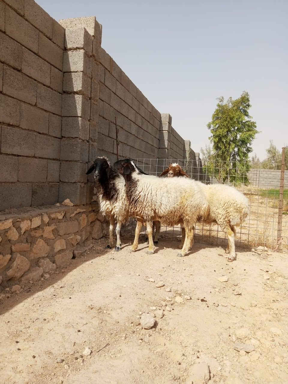 السلام عليكم
اخوان 5 نعاج سن وشطر كلهن عشر بيهن  مبينهن بعد ما مبين  غنم فاخره مال جناي سعر لزوج ٨٢٥  الف وبيه مجال مكان حديثه *********** يوجد توصيل حسب لاتفاق
