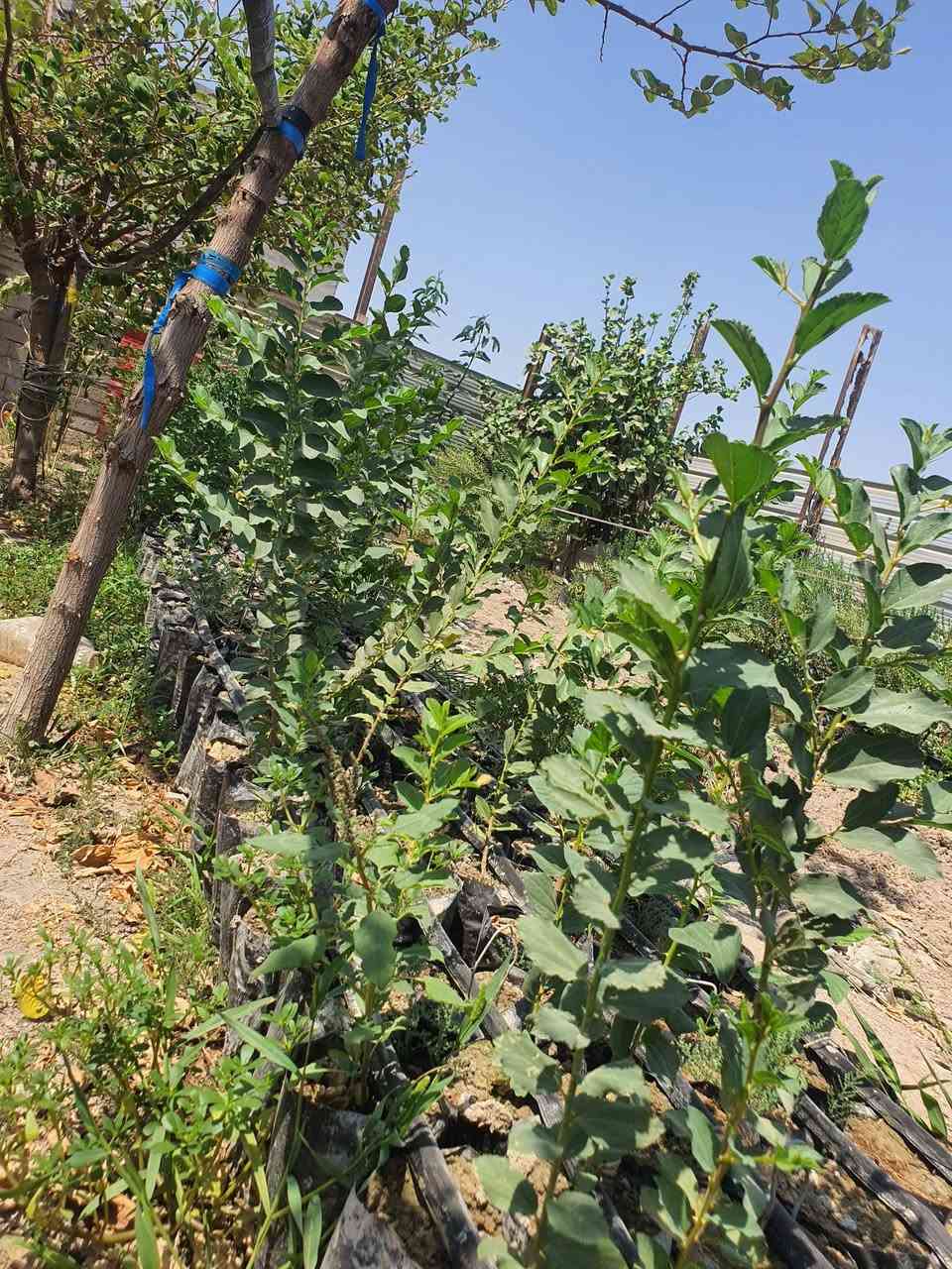 متوفر سدر +السيسبان+ متسلق+ اكاسيا كله على الف
العنب حسب الكبر اكو ب 10 /7/5
مكاني الشرش شارع الظباط 
*********** بي واتساب
