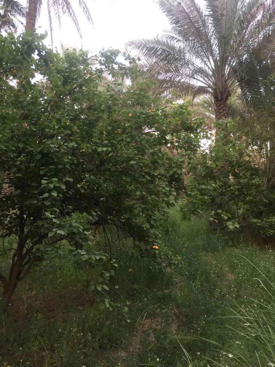 ٦ دونم للبيع مع دار الحسينية الصلاميه تبعد عن الشارع العام ٥٠ متر الوارد السنوي ١١مليون الاستفسار على الخاص ***********
