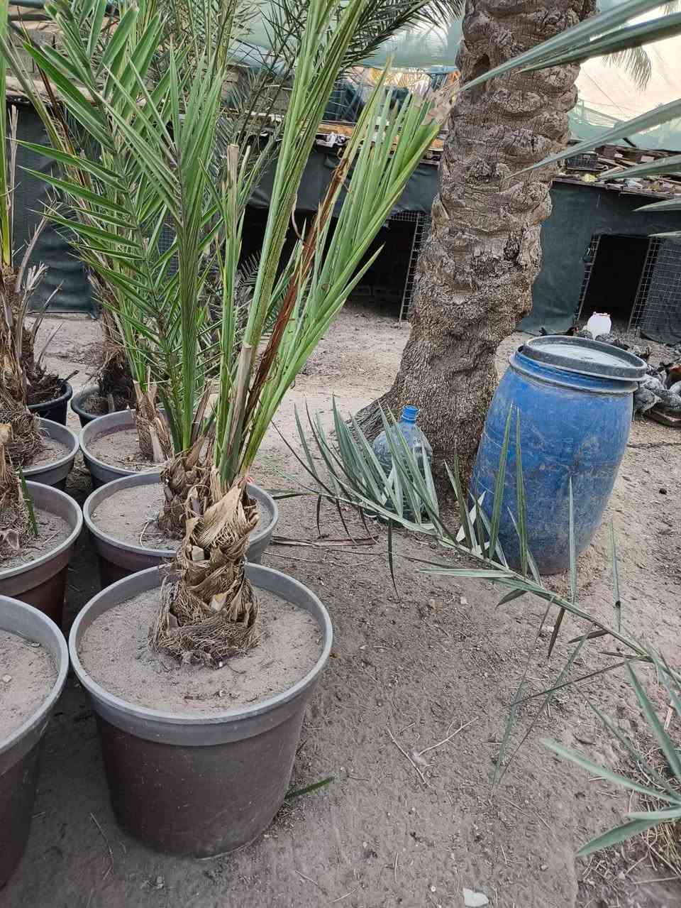 يتوفر بريم مجذر مع مكاوي مع اشرسي للاستفسار الاتصال بالرقم ***********
