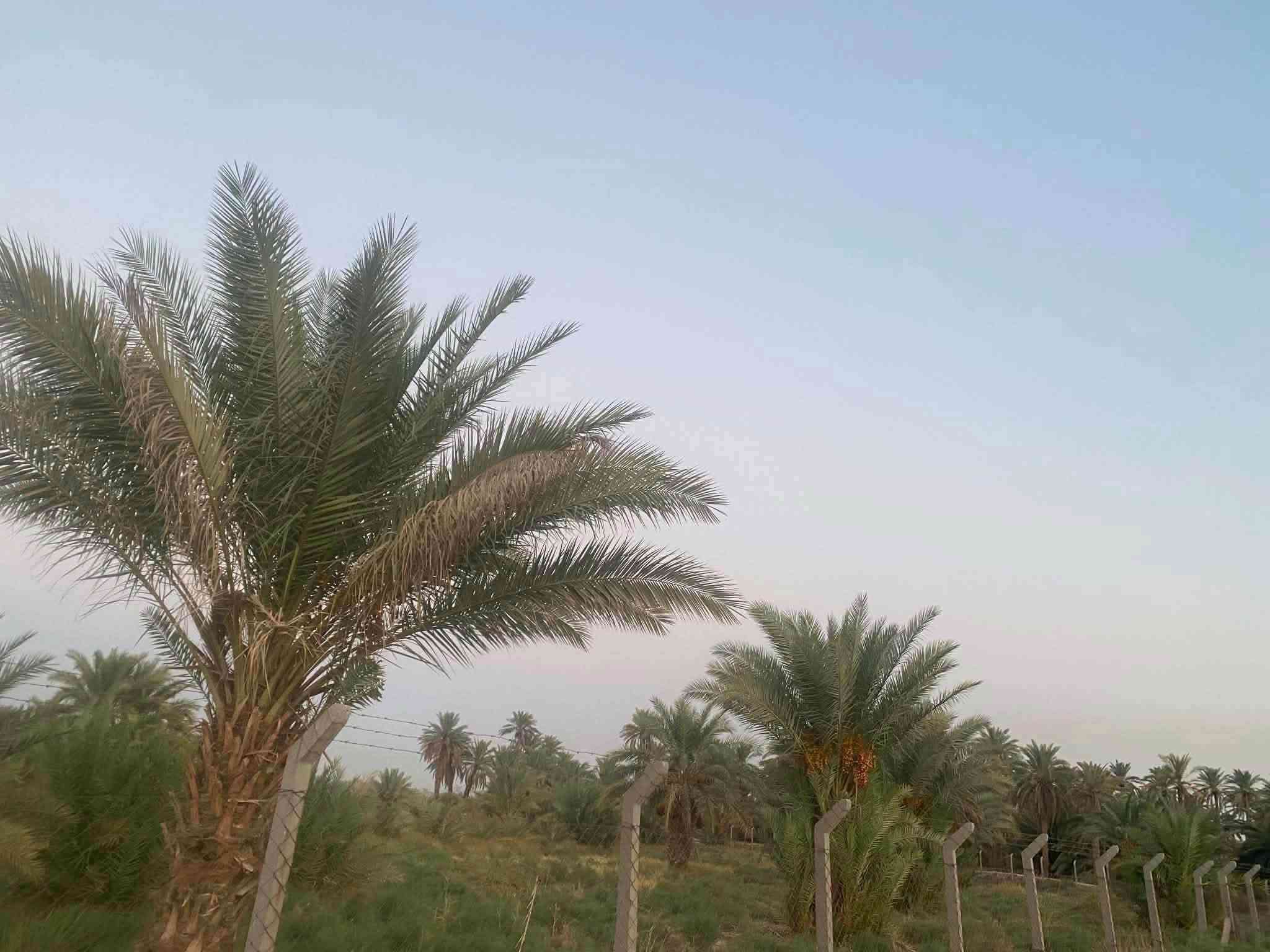 #بستان 2 دونم للبيع
دونمين للبيع تحتوي على نخيل نوعيات جيدة (حمال)

متوفر كافة الخدمات

🍀ماء اساله

🍀ماء سقي

🍀كهرباء

🍀مسيجه بالكامل brc

♻️

موقع مميز 👍 يحدها نهر من البداية ونهر من النهايه

📍العنوان - طريق الدغاره - نزلت زبيد - بداية البونايل قرب الاروائي(ابوصبخه)

للتفاصيل أكثر 

***********
