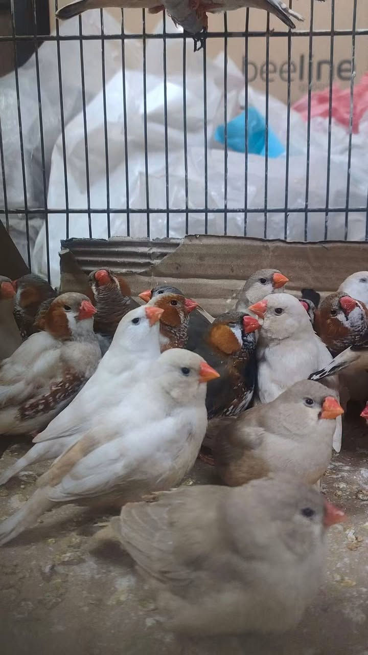 ( فناجس جامبو) احجامهن خشنة كلهن (للبيع)
العدد : اكثر من 50 زوج
تبزيري مال بيت نظيفات ونشطات ، وصحتهن وخير من الله ،  بس اشدلهن بيوت رأسن يتكاثرن عندك 
-  مكاني بغداد / حي العامل 
اي استفسار ع الخاص او على واتس اب وبخدمتكم
رقمي:  ***********
