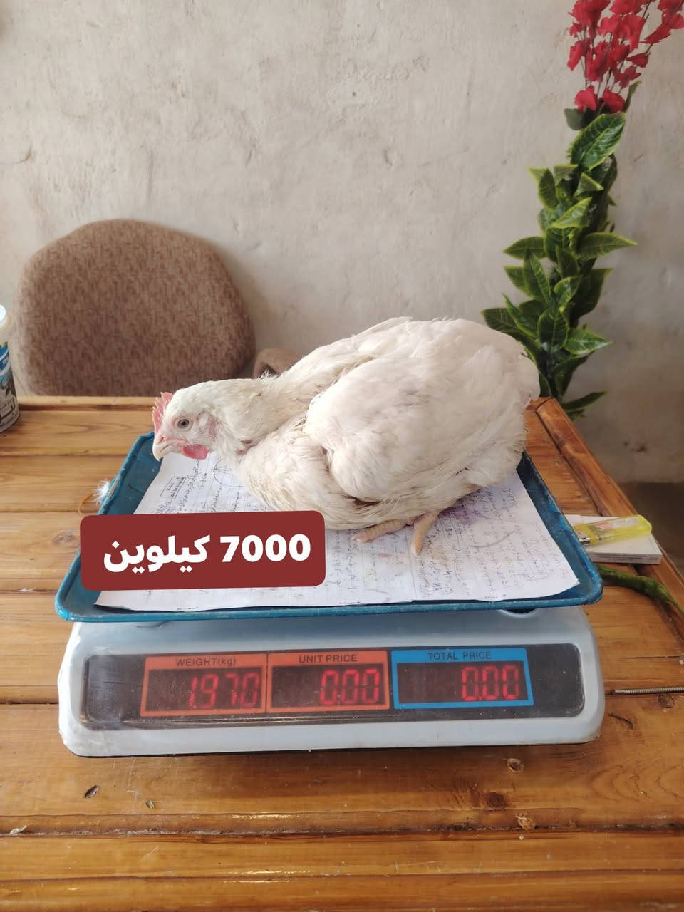 بقالية بركات الحسين • توصيل الشطرة • أسعار خيالية