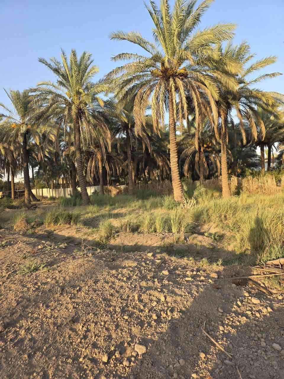 السلام عليكم ورحمة الله وبركاتة🫱🏽‍🫲🏻 متابعينا الكرام👥 
قطع اراضي للبيع المساحات مختلفه
200_400_600 ملك صرف زراعي يتوفر فيها ماء ⛲وكهرباء 💡
العنوان:شاطئ تاجي/شارع جميل الويس قرب جامع الوهاب🕌 
للاستفسار الاتصال على الارقام الاتيه كورك: ***********📞📞
+(واتساب) 
اسيا: ***********📞📞
#مكتب_ديرتنا_للعقار🏢
 #بإدارة_أحمد_أبومصطفى🌹
تواصلو معنا وسنكون بخدمتكُم 🤍
