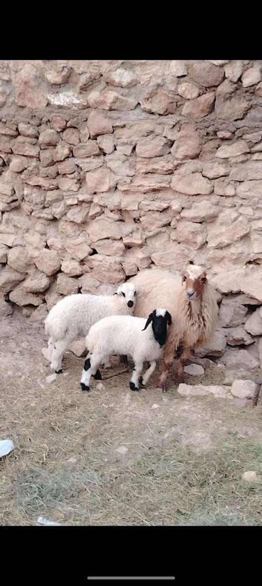 نعجه • مطفل • حديثه حقلانيه