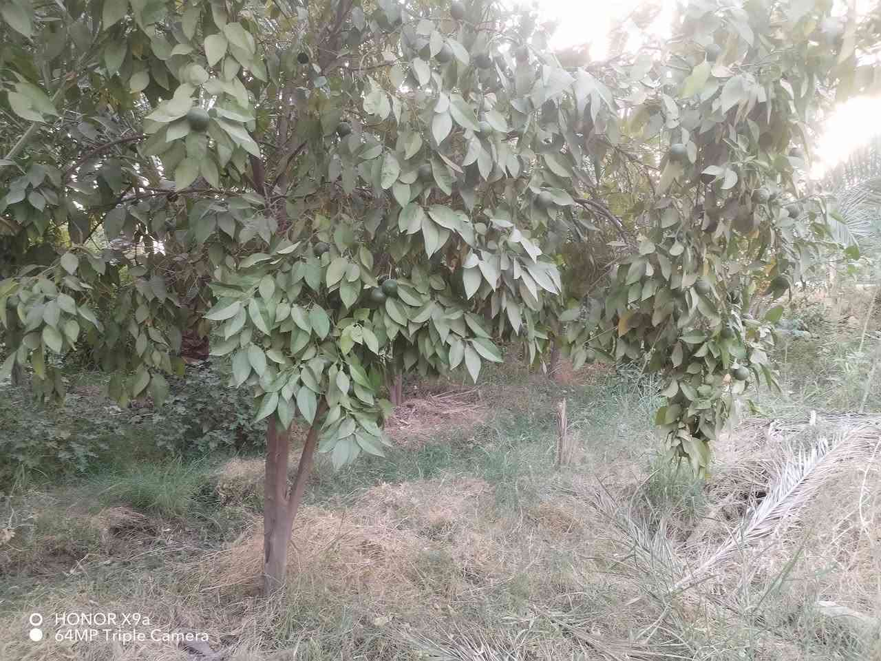 السلام عليكم بستان مساحته ٤٠٠ متر واجهه ١٤ يحتوي ع ٢٠ نخله و٢٠ حمضيات سند ٢٥ الموقع الدوره بوعيثه ع  السده ركن للاستفسار ***********
