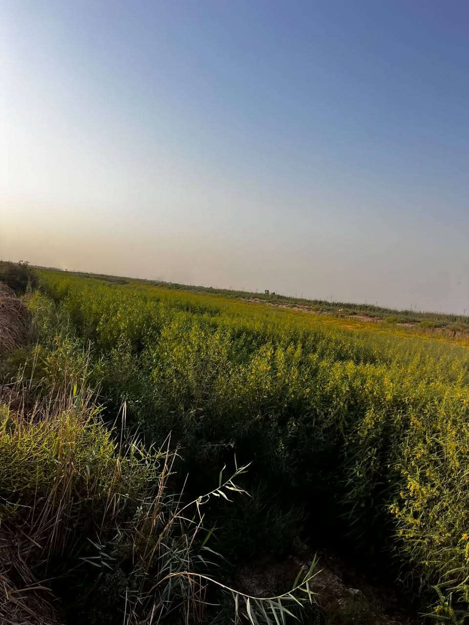 السلام عليكم ظمان سيسبان ٤٠ دونم +(٧)دوانم جله واسط قضاء العزيزية ***********
