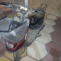 منغولي • ١٧٠ • جوزة عاطلة