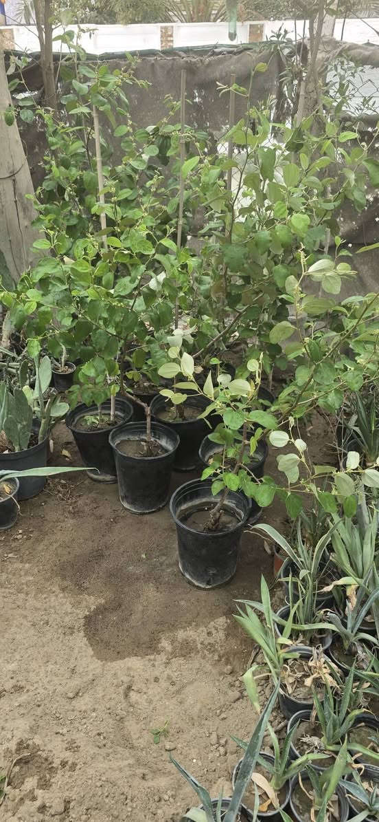 نخيل نسيجي • مشتل درر • الناصرية