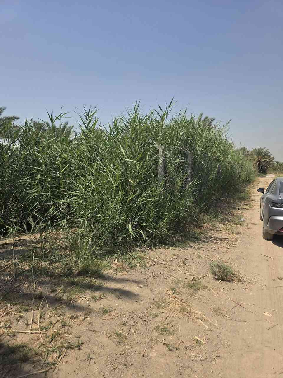 السلام عليكم ورحمة الله وبركاته🫱🏽‍🫲🏻
متابعينا الكرام 👥
ارض طابو سند 25 المساحه"اربع دوانم"🌹
يتوفر فيها نخيل 🌴وحمضيات🌳 وماء للسقي💦 وتكون مسيجه بالكامل ⛩️الشارع ست مترات🛣 على السوك ومدارس وخدمات👌🏻
العنوان: الشيخ حمد_عيادة دكتور سليمان🏨_قرب مدارس الشيخ حمد🏫
للاستفسار الاتصال على الارقام الاتيه كورك: ***********📞
اسيا : ***********📞
#مَكتب_ديرتنا_للعقار 🏢
#بإدارة_أحمد_أبومصطفى 🌹
