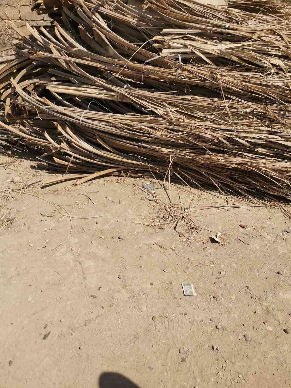 سعف جديد گطف للبيع
العدد ١٠٠٠ سعفة
العنوان كربلاء الحسينية
واتس فقط ***********
