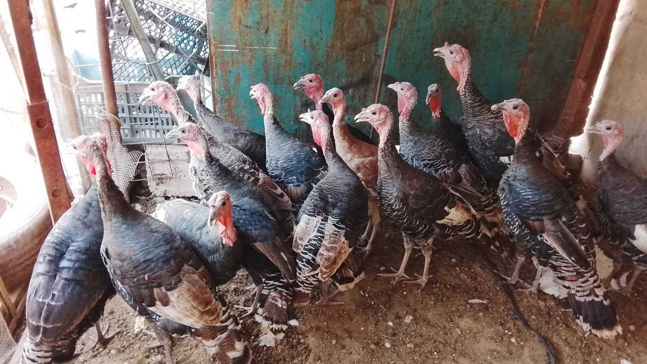 فسيفس عرب • شرط ١٥ • تكريت القادسيه