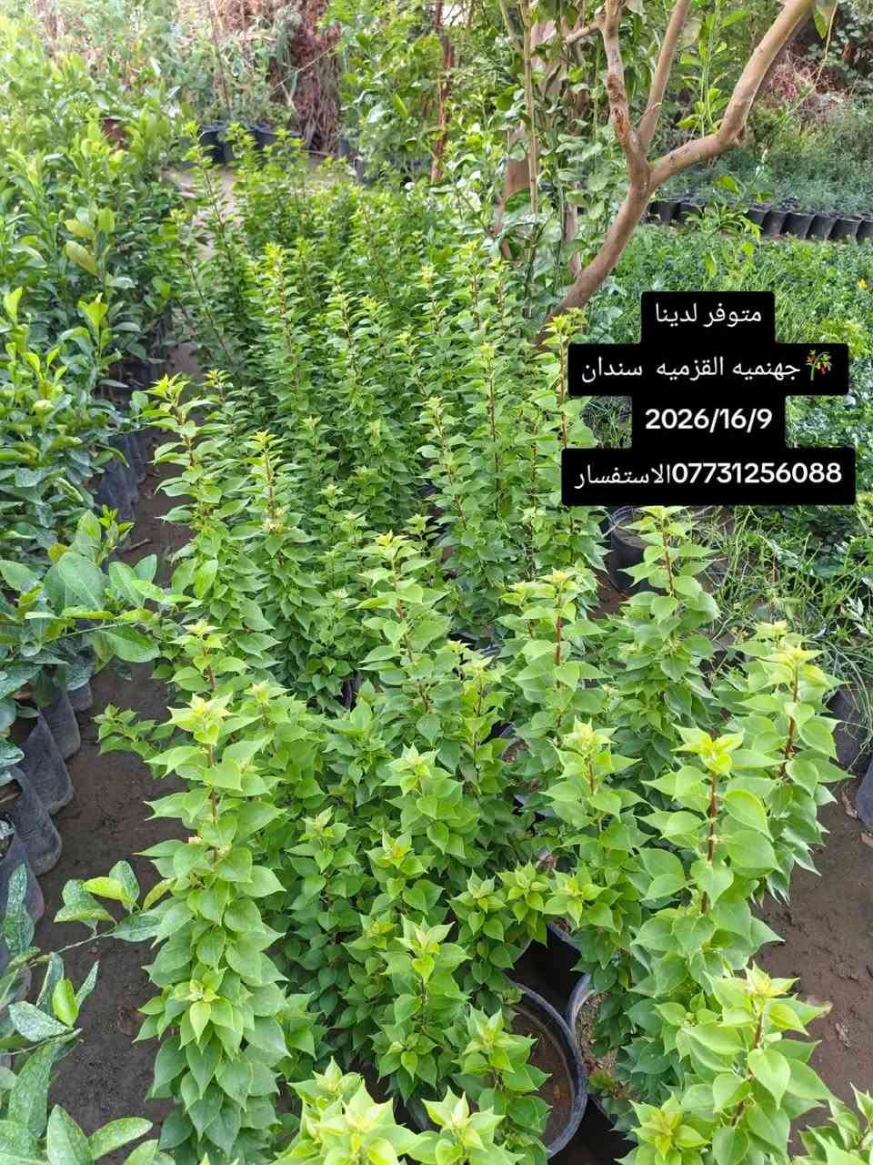 السلام عليكم. متوفر لدينا جميع أنواع الحمضيات ..عرض المزيد..1).🍊برتقال سندان حجم 24.
2). 🍋نومي حامض سندان حجم 24.
3).سندي سندان حجم 24.
4).كرنفوت سندان حجم 24.
5) لالنكي سندان حجم 24+كيس متوفر 
6.) نارنج سندان حجم 24.+متوفر كيس
✴️    🎋   🎋  ✴️      🎋   🎋      ✴️ 
7)🍀.كاريزيا سندان حجم 19.
8).🎍كالمتوز عامودي سوري سندان حجم 19+متوفر كيس. 
9).🎋جهنميه قزميه سندان حجم 24.
10).🌿بـخـور سندان حجم24. 
10).🌳سدر تفاحي سندان حجم 30.
11). 🌹جميع أنواع الورد متوفر سندان حجم 17.
12).🌱ددونـيـا  كـيـس
13).🍀البيزيا كيس

⛔**ملاحظة**⛔
(جميع أصناف الحمضيات على أصل نارنج)) 

(📲.....📞)
الاستفسار عبر الاتصال مع وجود الواتساب. 
1).***********📞
2).***********📞

نص مكتوب في الصور:
- متوفر لدينا
- سندي حمال حجم 24
- 2026/19/9
- ***********
- متوفر لدينا جهنميه القزميه سندان 2026/16/9 ***********الاستفسار
- متوفر لدينا برتقال حجم 24 2026/16/9 *********** الاستفسار
- كالمتوز عامودي سوري كيس مع ذلك
- متوفر سندان حجم 19
- 2026/16/9
- *********** الاستفسار