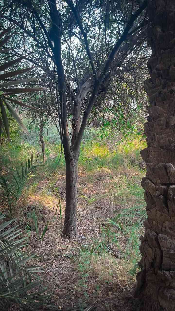 🌴✨ فرصة استثمارية نادرة في أبو الخصيب – حمدان البز ✨🌴

🏡 بستان مميز جداً للبيع
📍 الموقع: حمدان البز – أبو الخصيب، مقابل جامع فاطمة

📐 المساحة: دونم كامل
📏 الواجهة: 40 متر
📜💎 طابو ملك صرف 💎📜

🌴 يحتوي البستان على أكثر من 70 نخلة، منها 5 نخلات برحي، بالإضافة إلى مشتملات عدد 2.

🌿 موقع هادئ ومرتب جداً
🛣️ شارع هادئ
🚫🏘️ لا يوجد جيران مقابلين

🏖️ البستان مناسب جداً ليكون شاليه خاص راقٍ بعد الترتيب والتأهيل، كما يُعتبر فرصة استثمارية مميزة لمن يبحث عن عقار بمواصفات نادرة.

💎 دونم كامل + واجهة 40 متر + أكثر من 70 نخلة + مشتملات عدد 2 + موقع هادئ + خصوصية + طابو ملك صرف.

🔥 بستان بهذه المواصفات وبطابو ملك صرف يُعد فرصة مميزة ونادرة.

📞 للاستفسار والمعاينة:
***********
