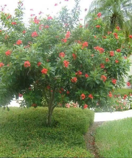 تحية طيبة لعشاق الزراعة والجمال، يسعدنا أن نُقدم لكم اليوم أفضل شتلات الجاتروفا المميزة. 🌱
🌿🌿الجاتروفا الجميلة ذات ازهار حمراء متحملة لدرجات الحرارة العالية وفترة تزهير طويلة جدآ 💐💐
🌹إرتفاع متر وأقل وبسعر ١٠ الاف 

نبات جاتروفا  

نبات خارجي شجيرة نموها الخضري كثيف وتنمو الى ارتفاع يصل الى 3متر سيقانها متعدده ويمكن بواسطة التقليم الحصول على نبات ذو ساق واحد لها ازهار حمراء قرمزية اللون ذات اسديه صفراء ومن اسمائه الشائعه (بيرقرنا ) يزهر النبات طول الفتره الدافئه ازهار الشجيره تجذب النحل يضم نبات الجاتروفا حوالي 175نوع تختلف فيما بينهم اختلافاً واضحاً
 يتكاثر النبات بواسطة  البذور "" النبات يتحمل المناطق الصحراويه وله فائده تثبيت  الاراضي الرمليه كما يمكن زراعتها جنباً الى جنب مع محاصيل البقول والفواكه مخلفاتها ذو نفع كبير اوراقها المتساقطه تزيد من خصوبة التربه  _____

💐للحجز والاستفسار يرجى مراسله الصفحه او واتساب ***********
💐العنوان :بابل/ المحاويل 
💐يتوفر لدينا توصيل لجميع محافظات العراق 🚛
تحية طيبة لعشاق الزراعة والجمال، يسعدنا أن نُقدم لكم اليوم أفضل شتلات الجاتروفا المميزة. 🌱
