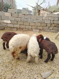فحله • فيديو واتساب • بغداد الأنبار