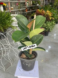 الرمادي • العزيزية • توصيل بالرمادي