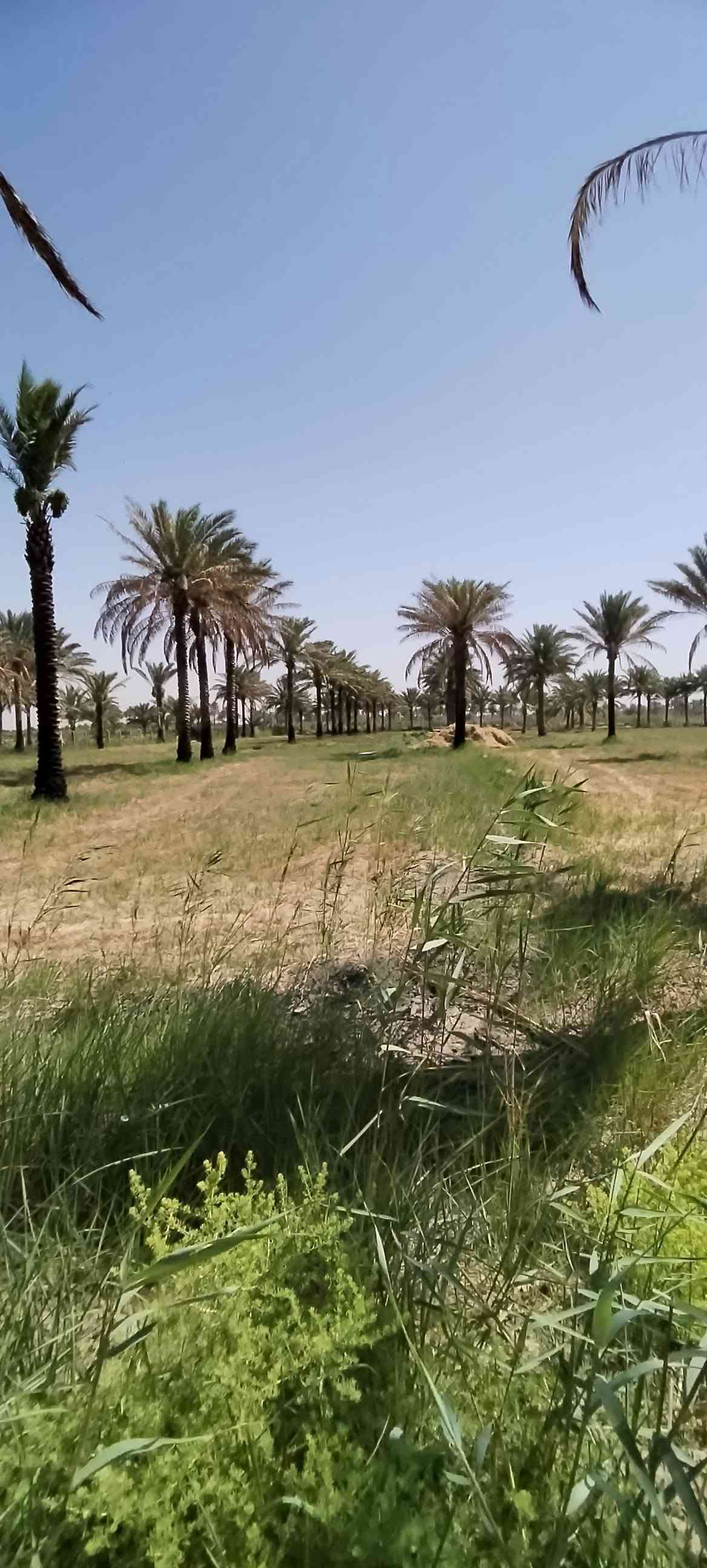 السلام عليكم ورحمة الله وبركاته .
أرض طابو زراعي سند ٢٥ للبيع في منطقة العلاك على جهة البحموسه تبعد عن الشارع العام الحمزة شوملي اقل من ٨٠٠ متر المساحة ٣ دونم .  مع توفر مياه سقي اللاستفسار أكثر عن السعر الاتصال على الرقم *********** او ***********
