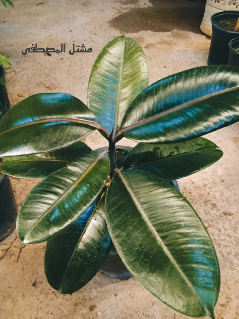 مطاط داخلي • دائم الخضره • مشتل المصطفى