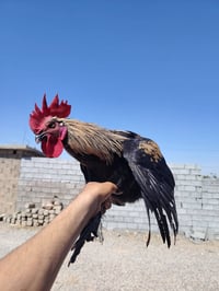 ديوكه عرب • للبيع • جوز