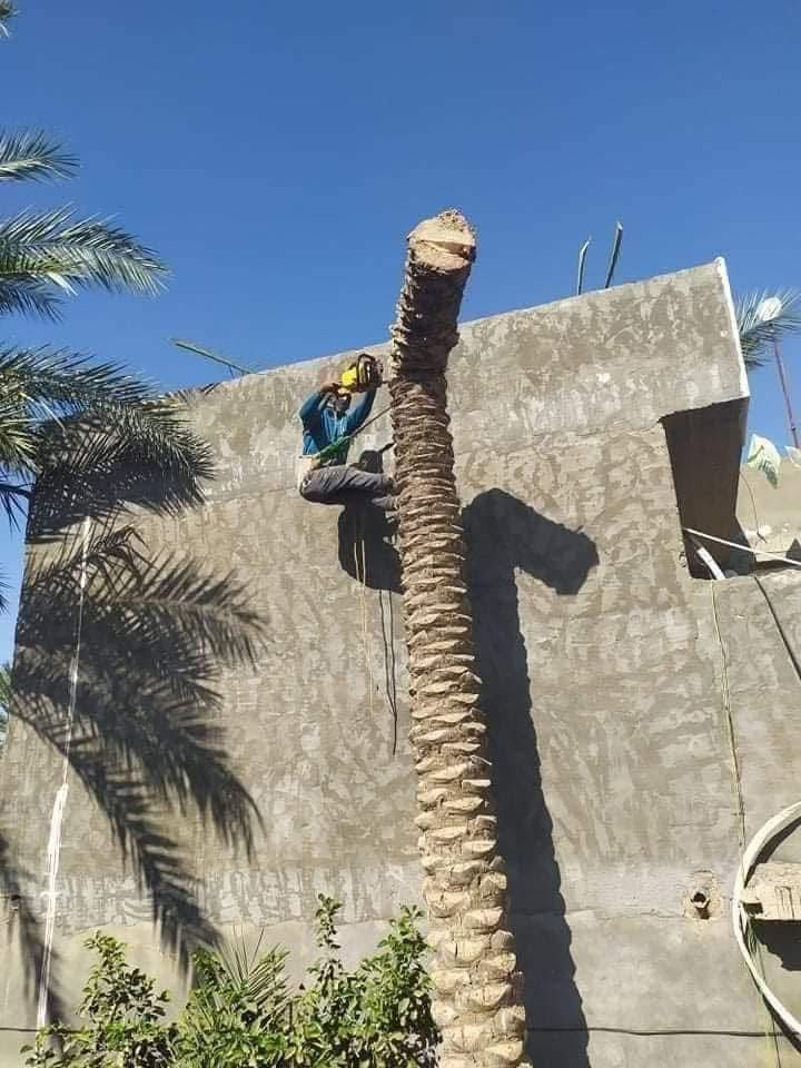 تكريب النخيل • قطع النخل • المدائن بغداد