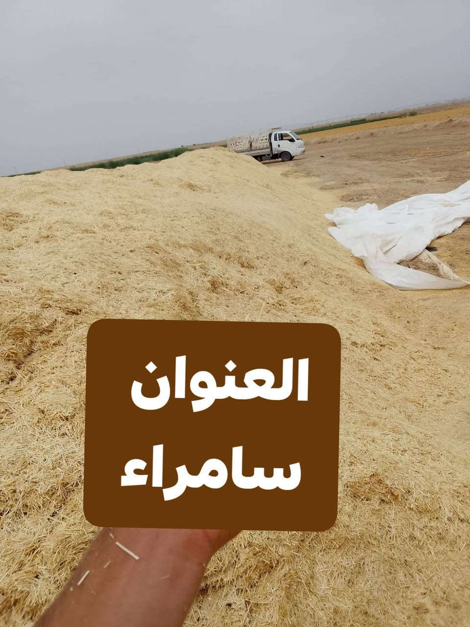 تبن • كيس ٦٠ • توصيل مجاني