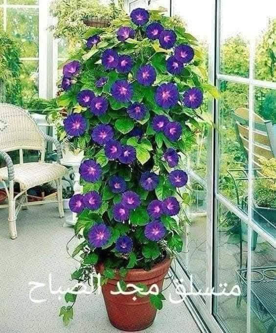 مجد الصباح • بذور وشتلات • السماوه