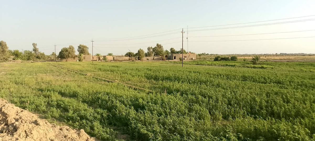 أرض زراعية للبيع – 60 دونم
بسم الله الرحمن الرحيم 🌿
📍 أرض زراعية للبيع – صوب بني ركاب
📐 المساحة: 60 دونم
🛣️ طبك على شارع التبليط
💧 ماء متوفر شتاءً وصيفاً
🌱 أغلب الأرض چتف وصالحة للزراعة
📍 قرب مدرسة المنصورة وعلى طريق المريبيع
✅ كافة الخدمات متوفرة
🏫 مدارس قريبة
⚡ كهرباء
📡 برج إنترنت
🏠 بيت ومحاصير
🌴 نخل مثمر
📌 تجي وتشوف بعينك
📞 للاستفسار والاتصال:
***********

