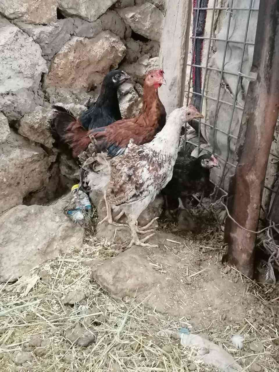 ٣ ديوكة • عرب • ٣ اشهر