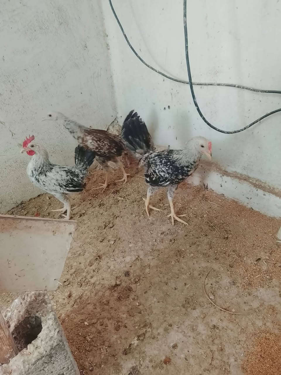 دندراويات • للبيع • مصطفى النعيمي