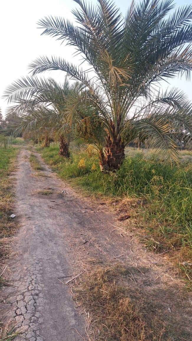السلام عليكم
 تتوفر ارض زراعيه 10 دونم طابو زراعي سند 25  في ابو غرق الاوسط على طريق الزائرين مباشر على الشارع العام واجه على الشارع 100متر قرب حسينيه سيد شاكر تبعد عن العلويه شريف 2كيلو متر  تحتوي الأرض على عدد على أصناف النخيل تتوفر فيها كافه الخدمات ماء سقي واساله وكهرباء 
اللالستفسار ***********
