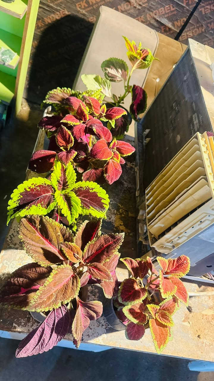 مسـواك جديد بفظل الله 🌹🔥🧑‍🌾
توفر جميع أنواع زرع خارجي داخلي 🌸🌳♥️🔥

عروض جوه سوك لي عليك توصي يوصل طلبك باب بيت 🧑‍🌾

للستفسار ***********
