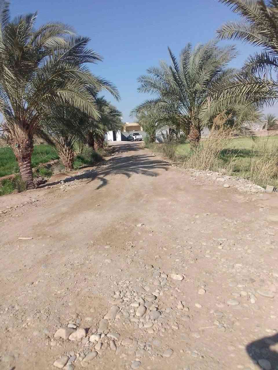 كاع ٣١٠ دونم بالدبوني بيه ٤ بيوت ومضيف وبستان نخل وعقود زراعيه الكاع كله مشتغلين باليزر وبزول درجه اولا الاستفسار الاتصال ***********/ ***********
