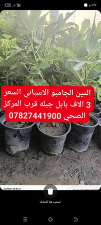 تين جامبو اسباني • بابل جبلة