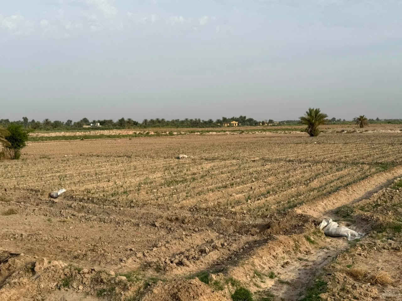 ٥٠ دونم • مفرك الكفل • نهر سقي
